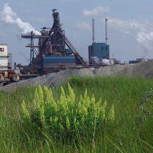 Afbeelding van Milieuorganisatie eist sluiting Tata Steel wegens vervuiling