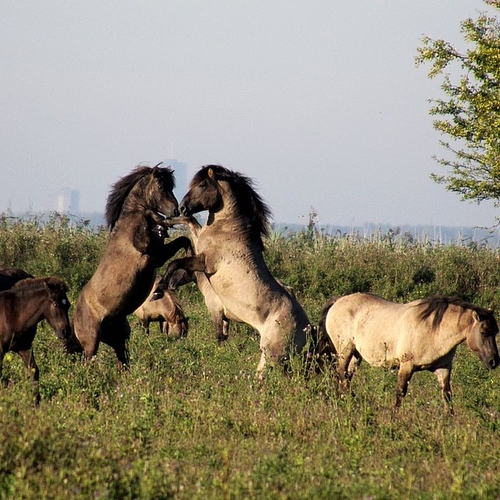 Konikpaarden mogen niet grazen bij Oostvaardersplassen vanwege plant