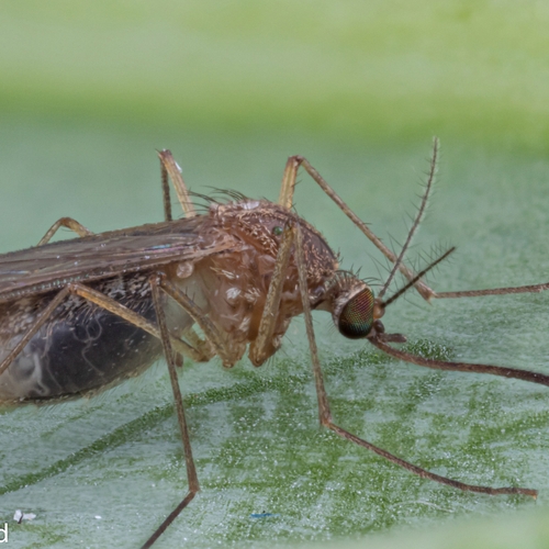 Muggenradar meldt meer muggenoverlast tijdens warme periode