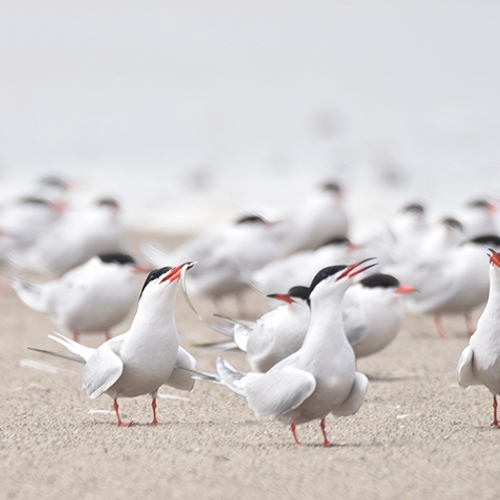 Nieuwe stormbroedkering bij IJsselmeer moet broedende vogels beschermen