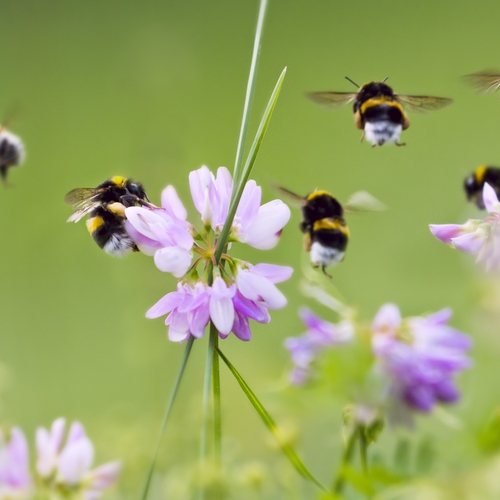 Geen nieuwe EU-wetsvoorstellen na Red de bijen-burgerinitiatief