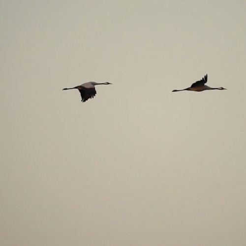 Afbeelding van Broedvogels in het Bargerveen: van grauwe klauwier tot kraanvogel