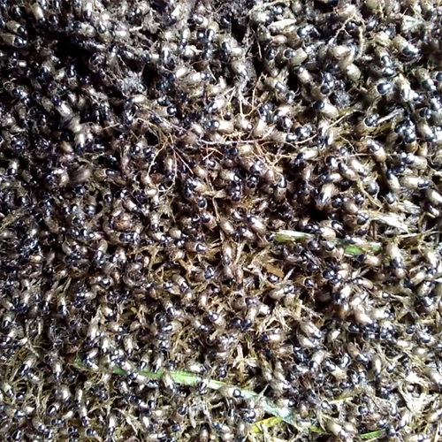 Invasie van kleine mestkevers