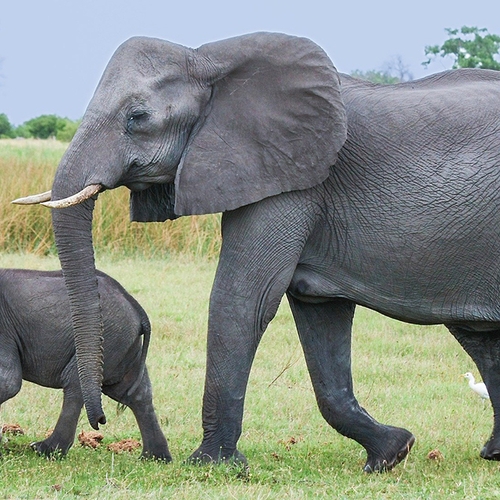 36 olifanten mogelijk vergiftigd in Botswana