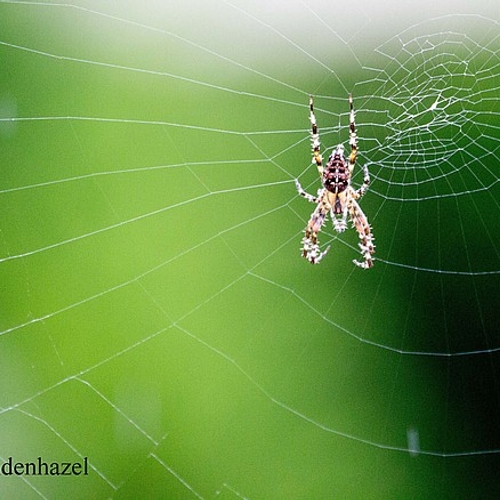 Afbeelding van Uitslag spinnentelling bekend: kruisspin het meest gezien