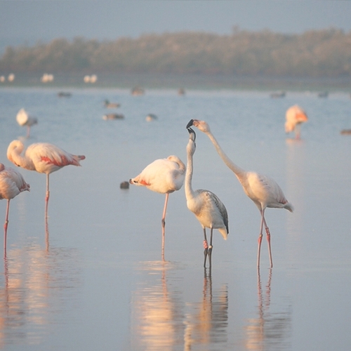 Jonge flamingo krijgt kropmelk | Zelf Geschoten