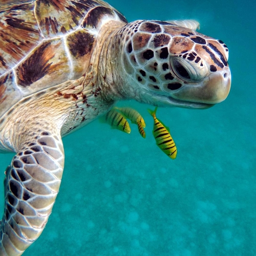 Elk jaar minder nestelende schildpadden op Aruba