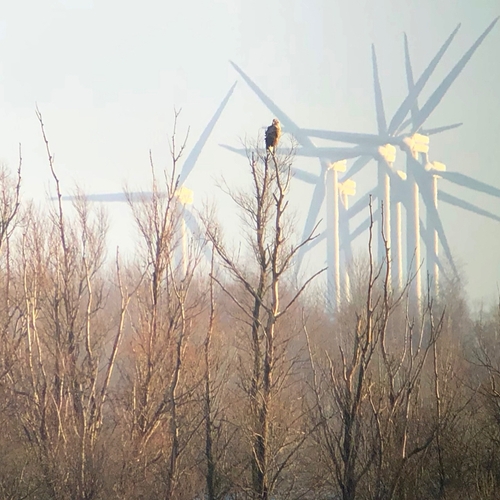 Afbeelding van Zeearend sterft na aanvaring met windmolen in Flevoland