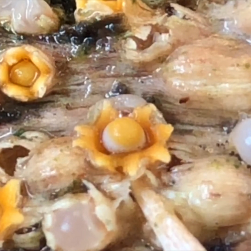 Kogelwerper schiet zijn sporenbal af | Zelf Geschoten