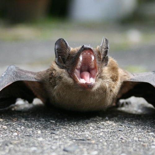 Afbeelding van Beschermde vleermuis frustreert ambitieuze isolatieplannen kabinet