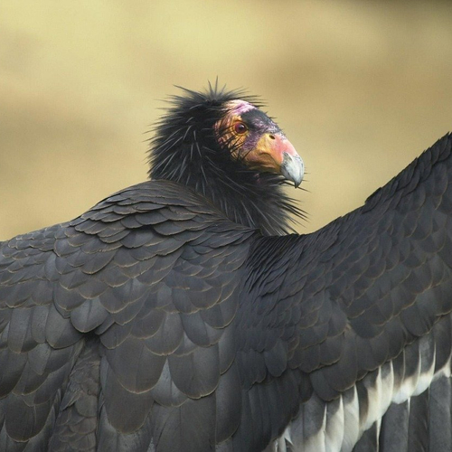 Condor blijkt in staat tot aseksuele reproductie