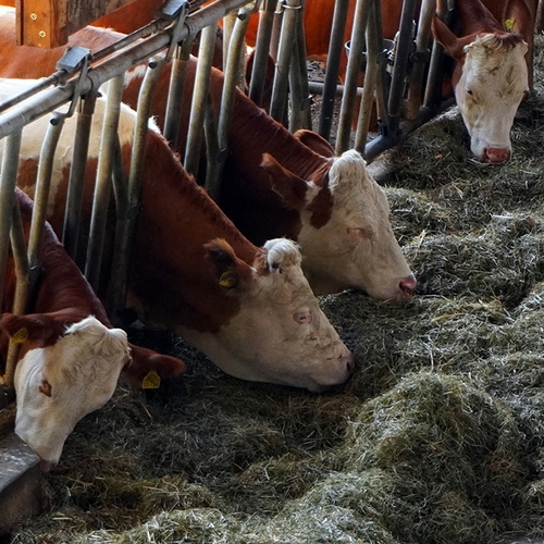Afbeelding van Stalgeheim: melkkoeien staan 85 procent van hun leven op stal