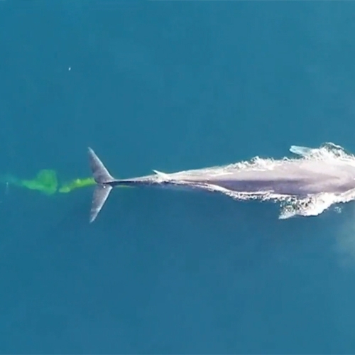 Plankton en walvispoep zorgen samen voor minder CO2 in de lucht