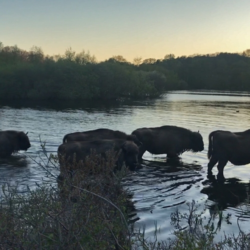 Europese bizons in ochtendlicht | Zelf Geschoten