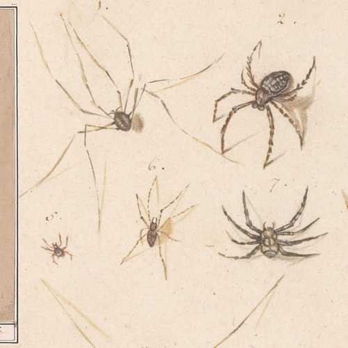 Afbeelding van Natuurkenners gezocht: herken de soorten op tekeningen uit het Rijks
