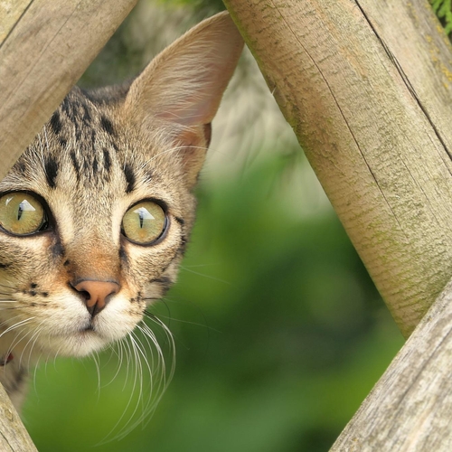 Dierenbescherming vangt jaarlijks 3400 kittens op