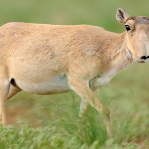 Aantal saiga-antilopen in Kazachstan neemt toe