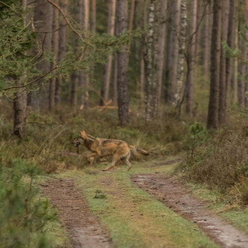 Politie zoekt beelden van bijtende wolf in Drenthe
