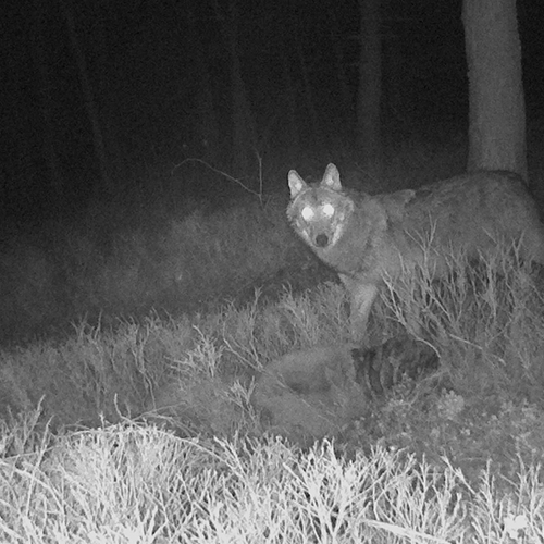 Boswachters zetten vraagtekens bij aanrijding wolf