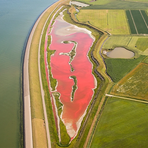 Waterplas op Texel kleurt roze door algenbloei