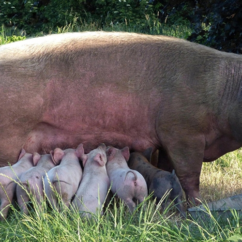 Afbeelding van BN'ers maken statement: 'Laat varkens lekker zwijnen'