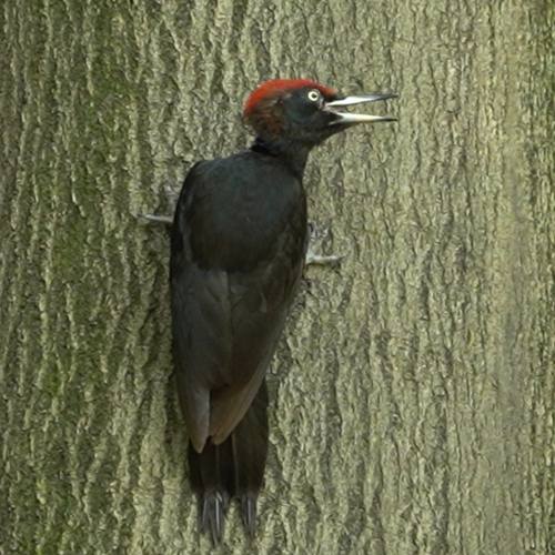 Oerkreet van de zwarte specht | Winnaar Zelf Geschoten