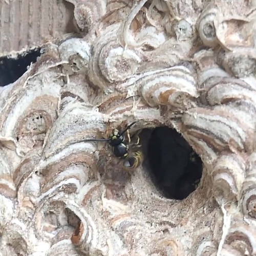 Vogelnest wordt wespennest | Zelf Geschoten