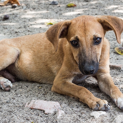 Afbeelding van Voorstel voor wet die huisdieren beter beschermt tegen dierenbeulen
