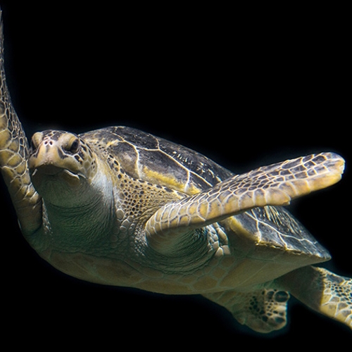 Afbeelding van Texaanse schildpadden gered uit de vrieskou