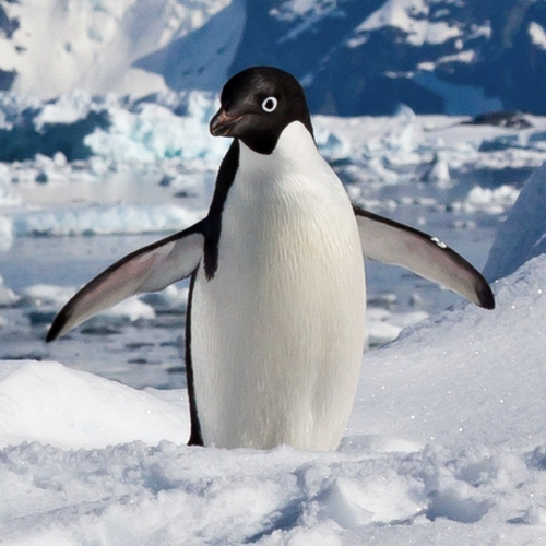 Pinguïn legt 3000 km af en spoelt aan op Nieuw-Zeelands strand