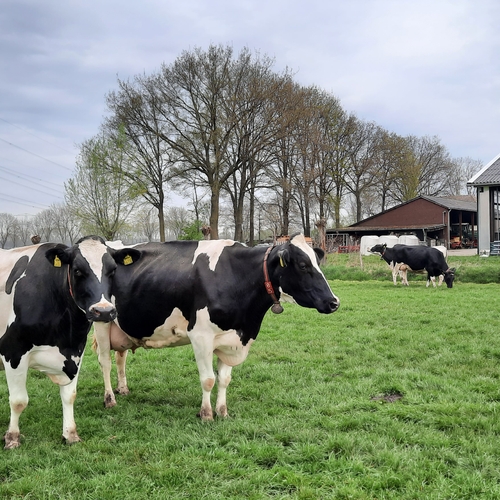 Provincie Utrecht geeft duurzame melkveehouders financiële beloning