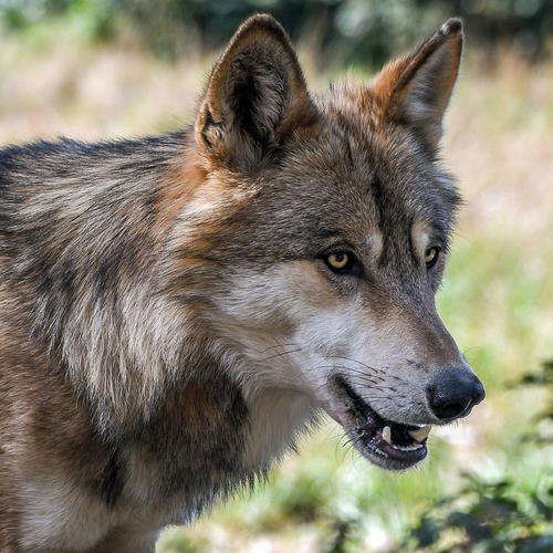 Afbeelding van Wolf gespot in Amersfoort