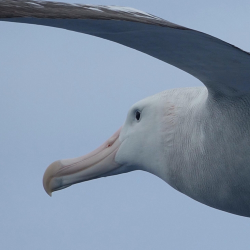 Wat heeft de albatros met atoomproeven te maken?