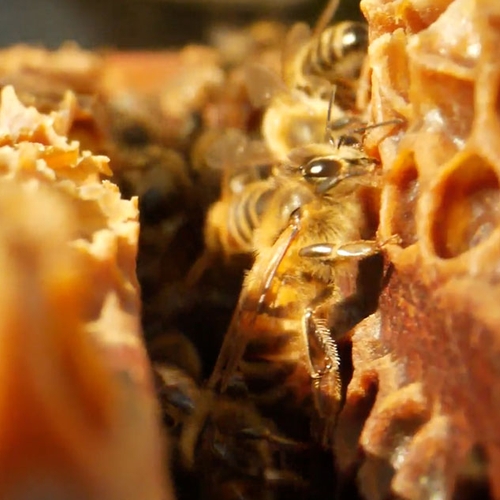 Verwilderingsproject voor de honingbij