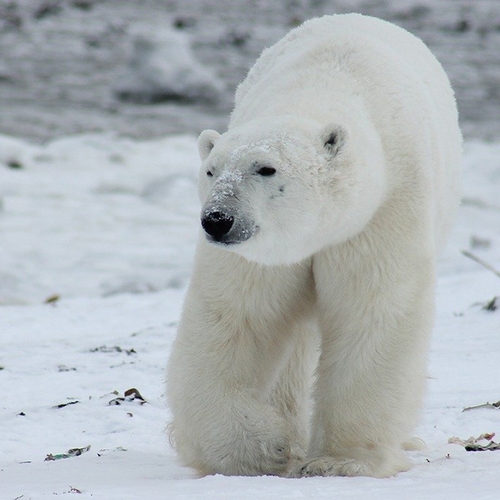 Afbeelding van Studie: ijsberen kunnen al voor het jaar 2100 uisterven