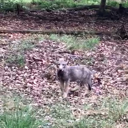 Wolvenpup gespot! | Zelf Geschoten