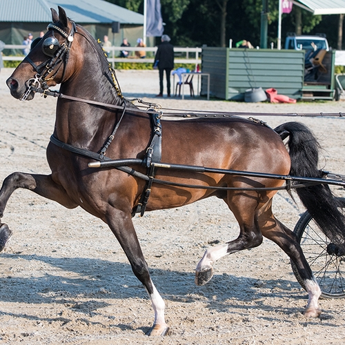 Dier&Recht: ‘verbied paardensport met aangespannen wagen’