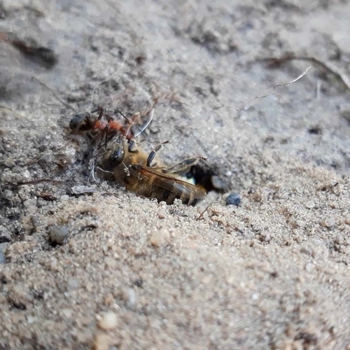 Mier en bijenwolf vechten om bij | Zelf Geschoten