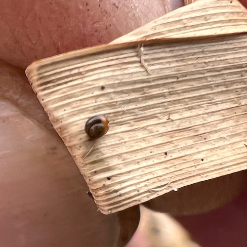 Zeggekorfslak: nietig en nuttig