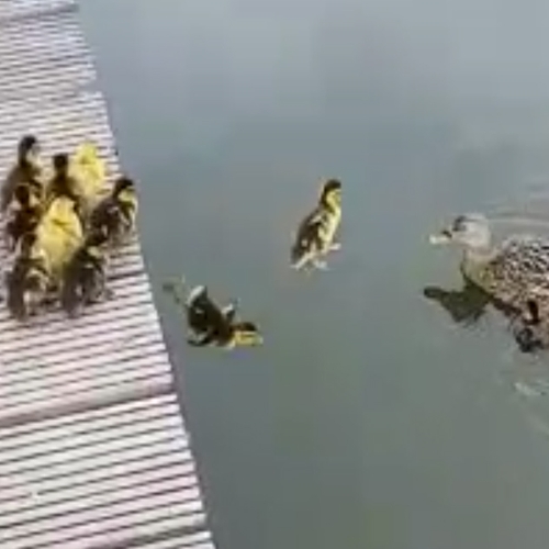 Kuikens springen van steiger | Zelf Geschoten