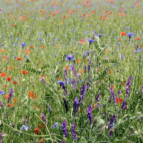 Kruidenrijke grasland minder maaien beter voor vogels en insecten
