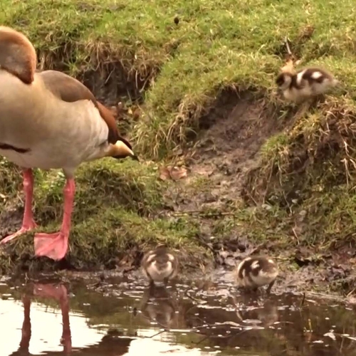 Jonge nijlganzen drinken | Zelf Geschoten