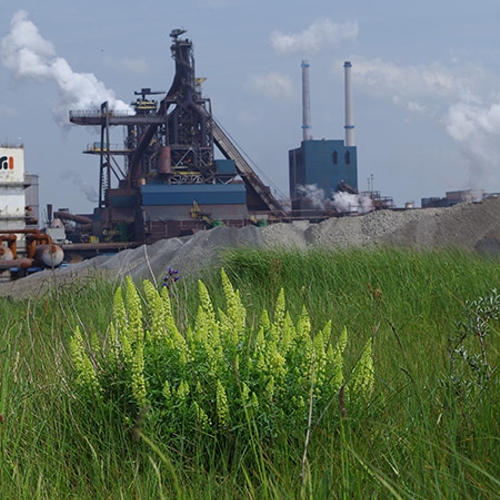 RIVM: stof in omgeving Tata Steel nog steeds sterk vervuild