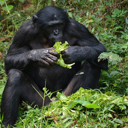 'Mensaap bonobo meer geïnteresseerd in emoties van vreemden'