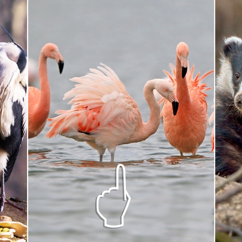 Van flamingo tot winterdieren | Nu in de natuur
