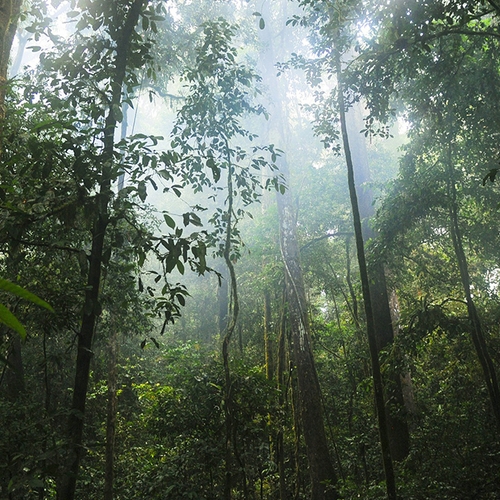 WWF: ontbossing neemt toe, ondanks alle goede voornemens