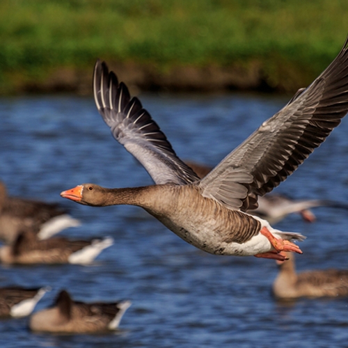 Afbeelding van Friesland versoepelt regels voor afschieten ganzen