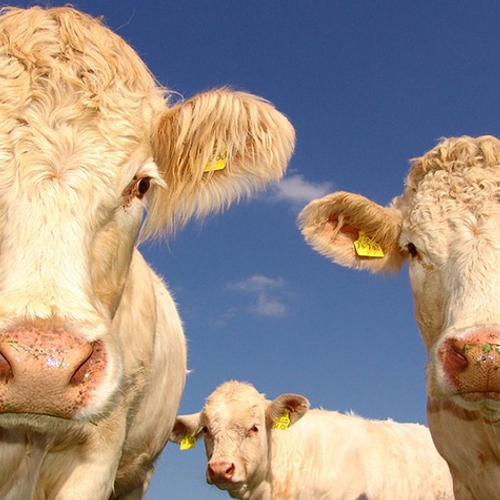 Braziliaanse rechtbank verbiedt export levend rundvee