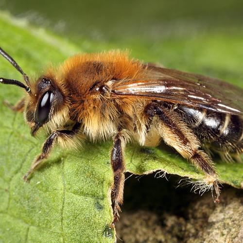 'Bijen kunnen worden ingezet om corona op te sporen'