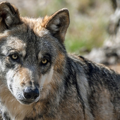 Afbeelding van Zweden start de wolvenjacht, 75 wolven mogen gedood worden